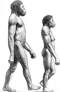 2028_4_3-australopithecine-sexual-dimorphism